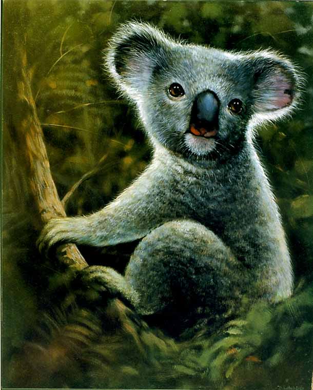 Koala Bear
